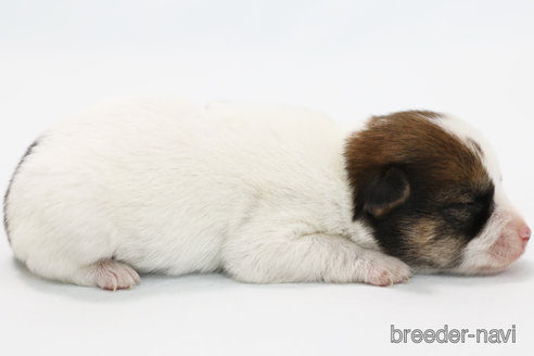 成約済の神奈川県のジャックラッセルテリア-305795の5枚目